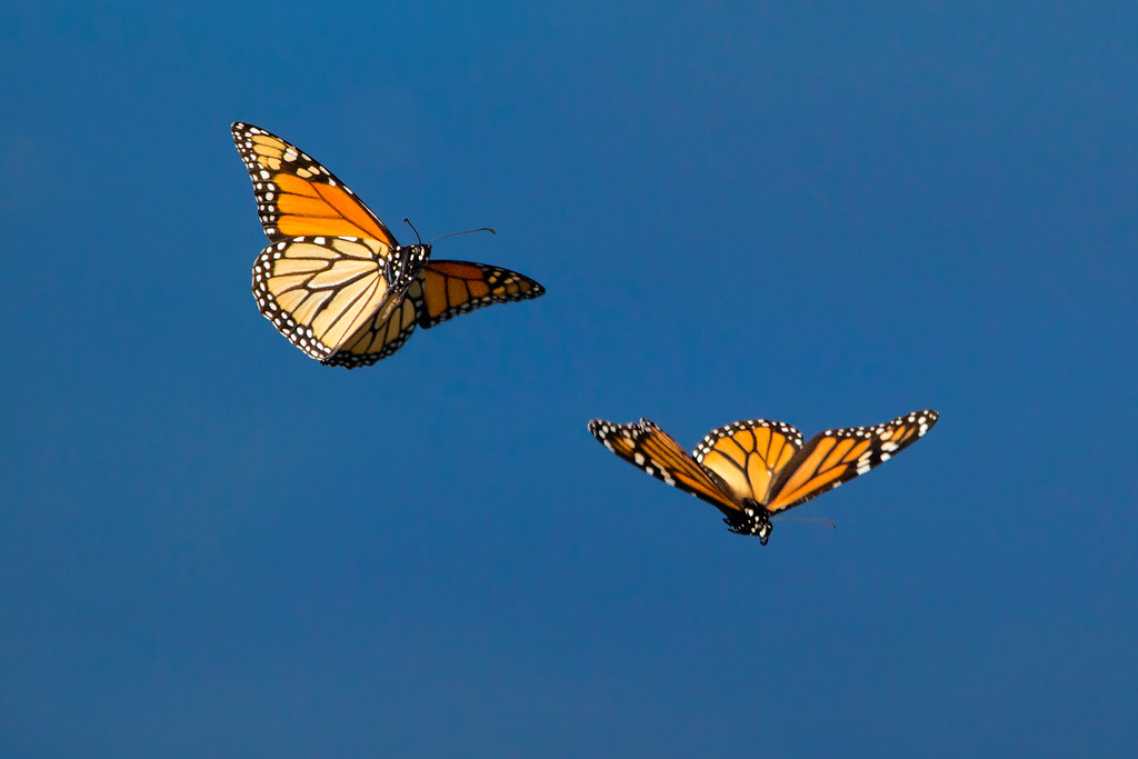 butterflies 2